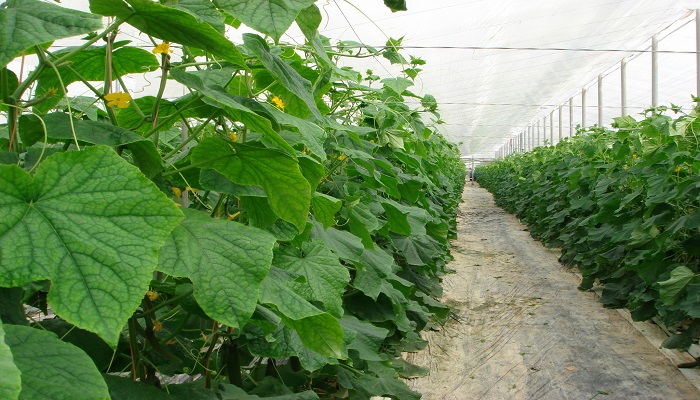Business for Growing Cucumbers In Greenhouses