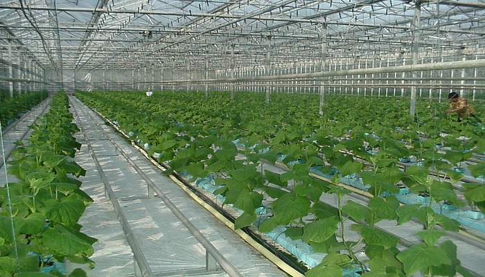 Business for Growing Cucumbers In Greenhouses