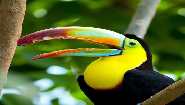 Citizen Science Reveals how bird's beaks Evolved