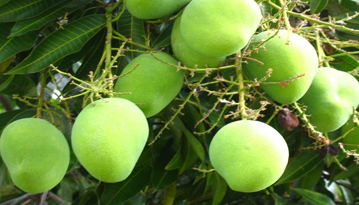 The Benefits of Mango