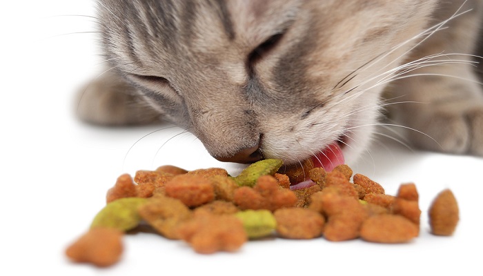 BEST CAT FOOD FOR YOUR CAT