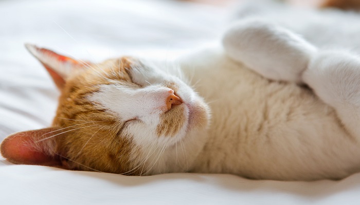 5 False Myths About Cats