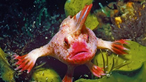 rarest fish in the world