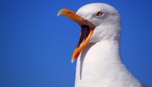 What do seagulls eat