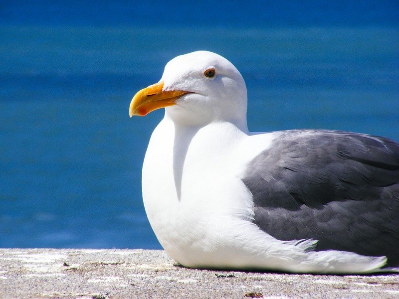 What do seagulls eat