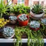 Colorful succulents in wall planters on a sunny balcony