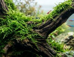 Moss bonded to driftwood underwater inside a clean freshwater aquascape.