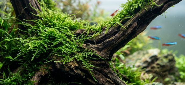 Moss bonded to driftwood underwater inside a clean freshwater aquascape.