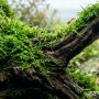 Moss bonded to driftwood underwater inside a clean freshwater aquascape.